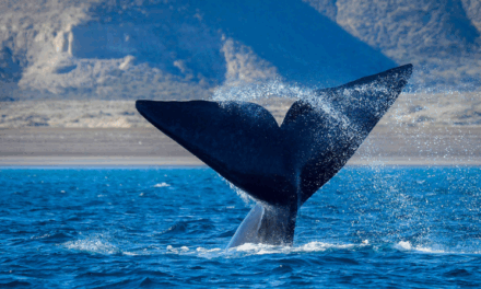 ORIA Integral Part Of ‘Unique’ Immersive Whale-Watching Experience Room
